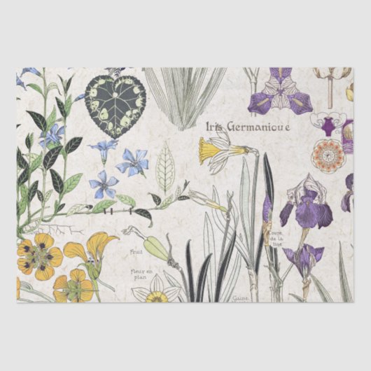 Papier Mousseline L'iris français de Nouveau d'art fleurit le papier (Recto)