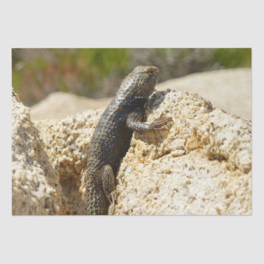 Papier Mousseline Lizard d'épinette à dos jaune à Joshua Tree (Recto)