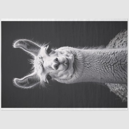 Papier Mousseline Llama Portrait noir et blanc Découpage (Recto)