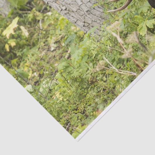 Papier Mousseline L'orignal (Détail)