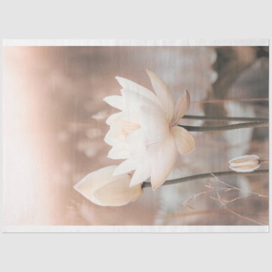 Papier Mousseline Lotus blanc, Rose Rose, Herbe Pampas, lac brumeux (Recto)