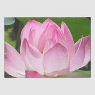 Papier Mousseline Lotus Bloom rose