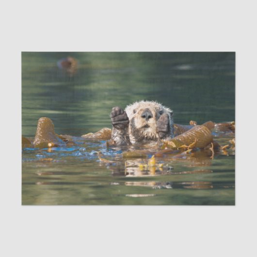 Papier Mousseline Loutre de mer de ondulation (Recto)