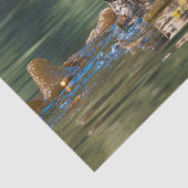 Papier Mousseline Loutre de mer de ondulation (Détail)