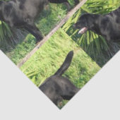 Papier Mousseline LR noir complet (Détail)