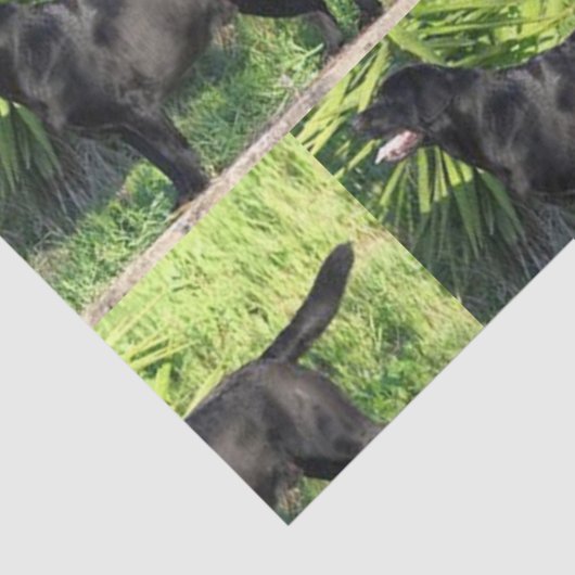 Papier Mousseline LR noir complet (Détail)