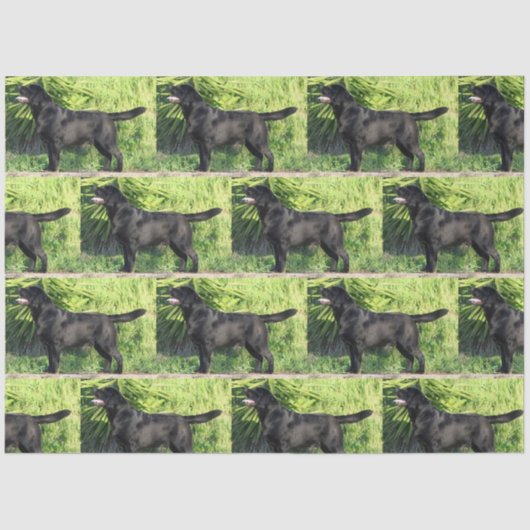 Papier Mousseline LR noir complet (Recto)