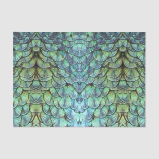 Papier Mousseline Luxueuses et élégantes plumes Turquoises à enclos (Recto)