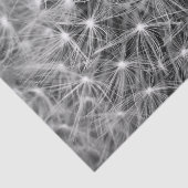 Papier Mousseline Macro de duvet de pissenlit (Détail)