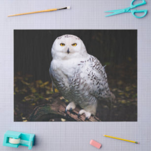 Papier Mousseline Magnifique hibou des neiges d'hiver