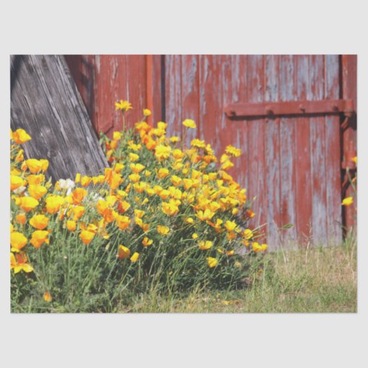 Papier Mousseline Magnifique ! Une explosion de fleurs jaunes et une (Recto)