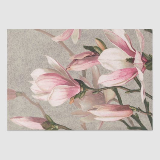 Papier Mousseline Magnolia (1886) (Recto)