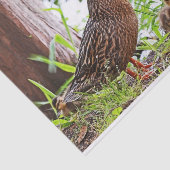 Papier Mousseline Mallard et Ducklings par Shirley Taylor (Détail)