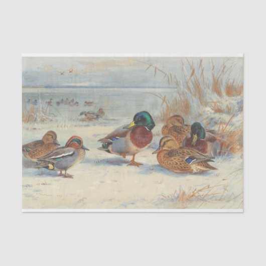 Papier Mousseline Mallard et turquoise dans la neige, Oiseaux (Recto)