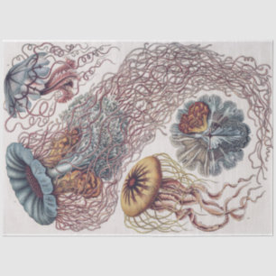 Papier Mousseline Marine Life Jellyfish - Découpage Ernst Haeckel