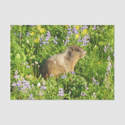 Papier Mousseline Marmot dans le Mont Rainier Fleurs sauvages (Recto)