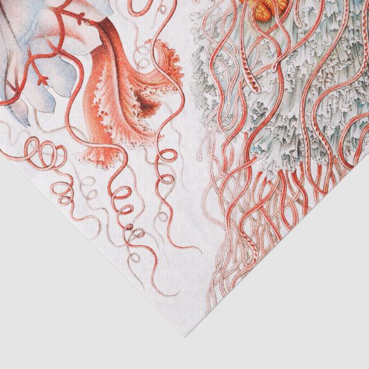 Papier Mousseline Méduse, Discomedusae par Ernst Haeckel (Détail)