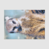 PAPIER MOUSSELINE MEERKAT (Recto)