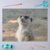 Papier Mousseline Meerkat 004 (Artisanat)