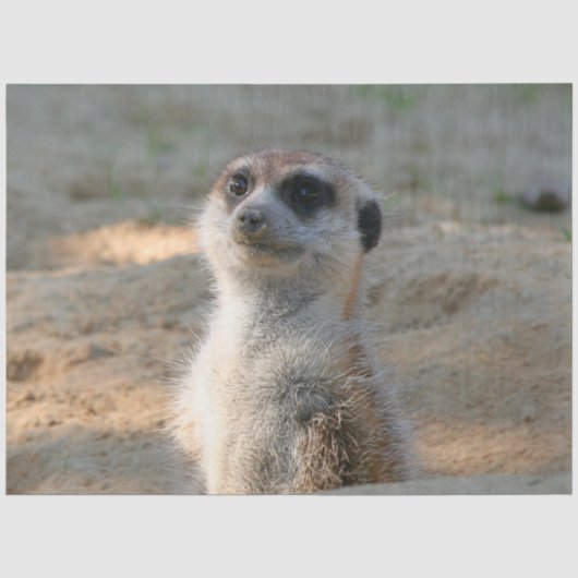 Papier Mousseline Meerkat 004 (Recto)