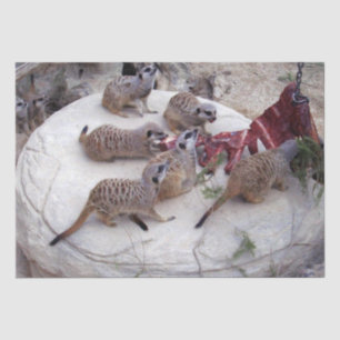Papier Mousseline Meerkats Carnivores Avec Des Crevettes Pour Thé,