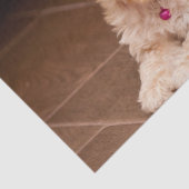 Papier Mousseline Mélange de caniche de bébé ou chiot maltais de (Détail)