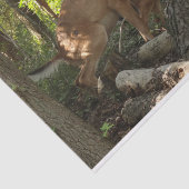 Papier Mousseline Mère et bébé cerf au Parc national de Shenandoah (Détail)