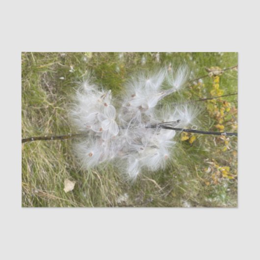 Papier Mousseline Milkweed | Papillon | (Recto)