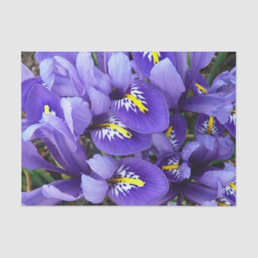 Papier Mousseline Miniature Bleu Irises Printemps Floral (Recto)