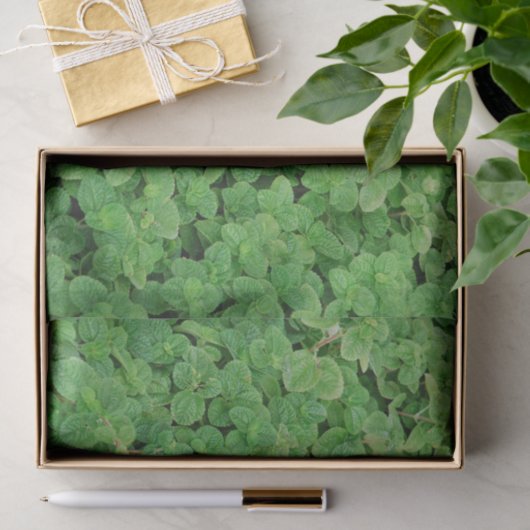 Papier Mousseline Mint Foliage (Cadeau)