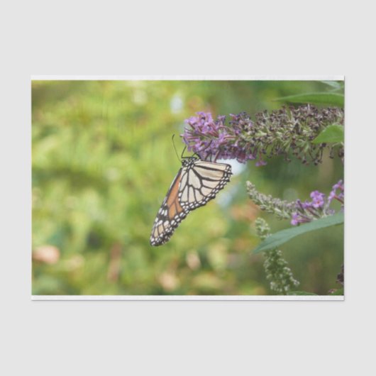 Papier Mousseline Monarque sur Buddleia (Recto)
