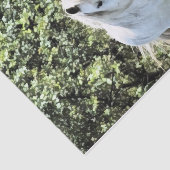 PAPIER MOUSSELINE MONTAGNE CHAUDE PONY (Détail)