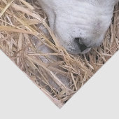 PAPIER MOUSSELINE MOQUETTE (Détail)