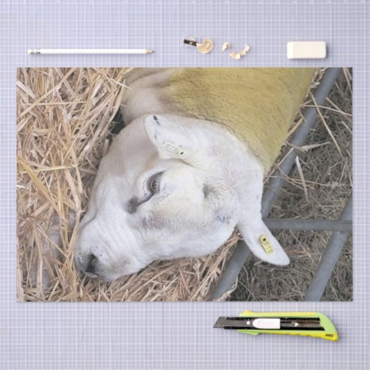 PAPIER MOUSSELINE MOQUETTE (Artisanat)