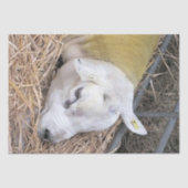 PAPIER MOUSSELINE MOQUETTE (Recto)