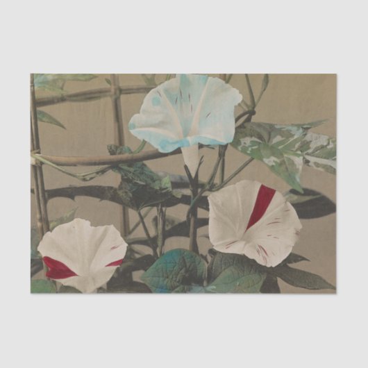 Papier Mousseline Morning Glory by Ogawa Kazumasa (Recto)