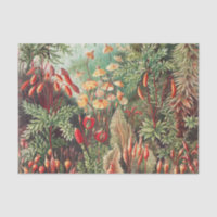 Mosses, Muscinae Laubmoose par Ernst Haeckel