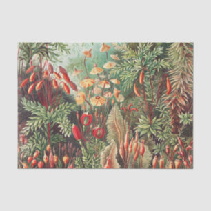 Papier Mousseline Mosses, Muscinae Laubmoose par Ernst Haeckel