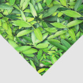 Papier Mousseline Motif Feuille verdoyant - Nature Botanique (Détail)