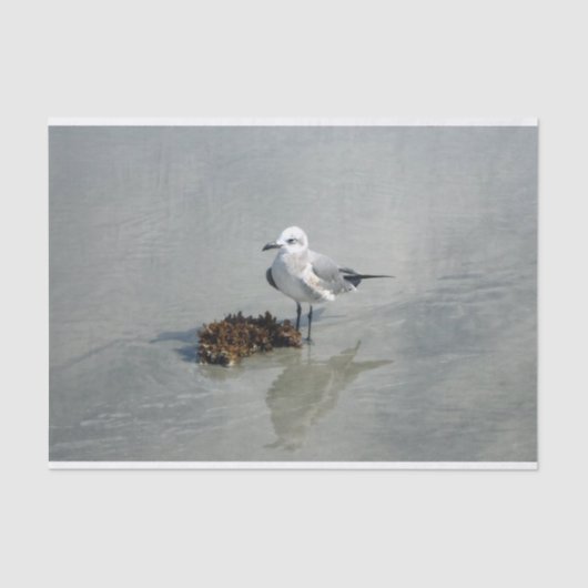 Papier Mousseline Mouette avec l'algue (Recto)