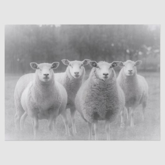 Papier Mousseline Mouton (Recto)