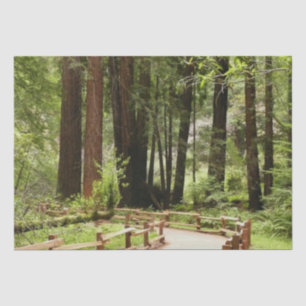 Papier Mousseline Muir Woods Chemin I Nature Photographie