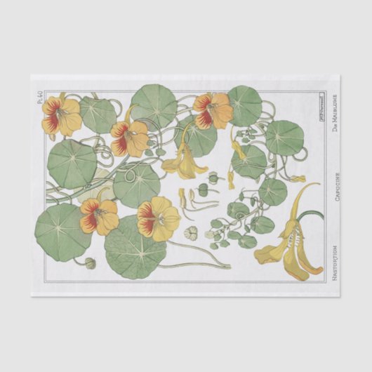 Papier Mousseline Nasturtium, Eugene Grassat's Botany Series (Recto)