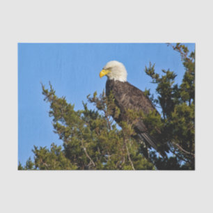 Papier Mousseline Nature Bald Eagle Photo Faune