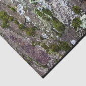 Papier Mousseline Nature Moss Lichen Camouflage Photo (Détail)
