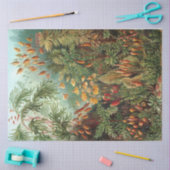 Papier Mousseline Nature Muscinae Ernst Haeckel Découpage (Artisanat)