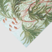 Papier Mousseline Nature Muscinae Ernst Haeckel Découpage (Détail)