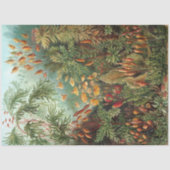 Papier Mousseline Nature Muscinae Ernst Haeckel Découpage (Recto)