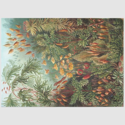 Papier Mousseline Nature Muscinae Ernst Haeckel Découpage (Recto)