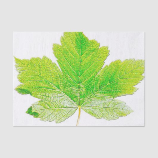 Papier Mousseline Nature verte de feuille (Recto)